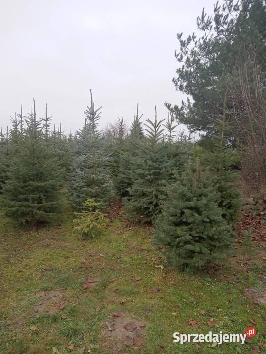 Choinki Świąteczne z plantacji Bełżyce