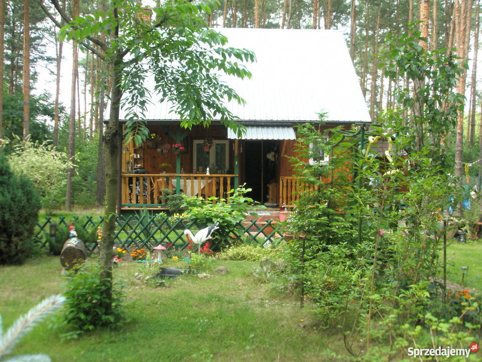 Sprzedam działke lesna z całorocznym domem Krajęczyn