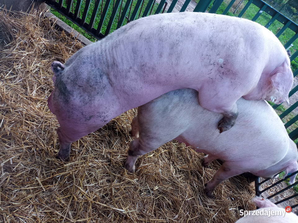 Knurki knury młode knurki Strzałkowo