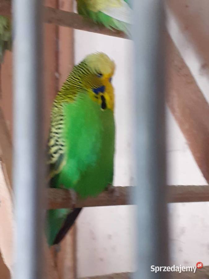 Papugi wpf lubuskie Międzyrzecz sprzedam