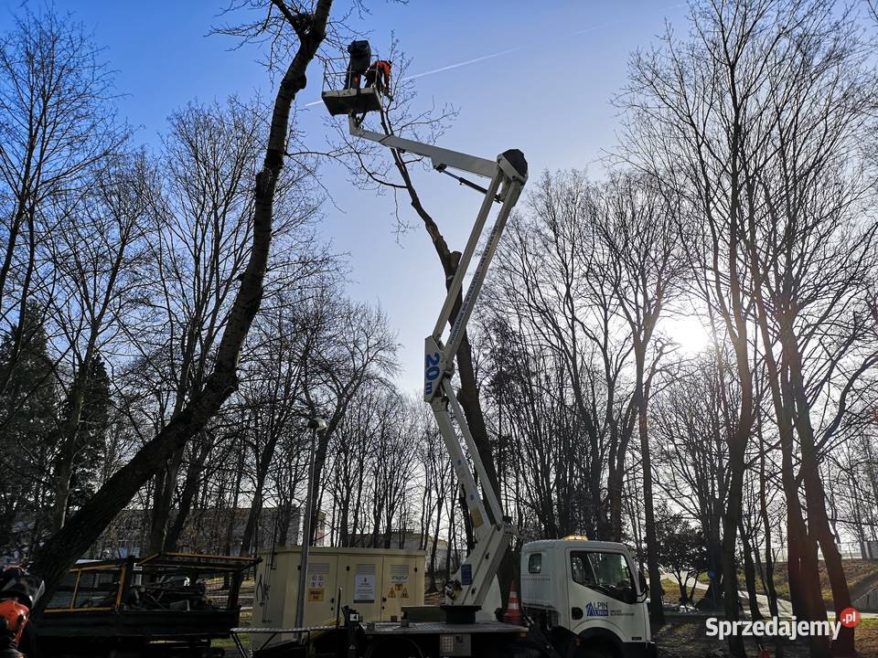 WYCINKA DRZEW ODKUP DREWNA DOKUMENTACJA Woodfast dolnośląskie Legnica