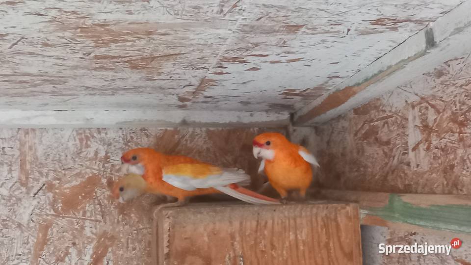 Rozelle królewskie Ptaki Tuszyn