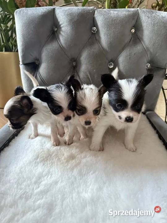Papillon spaniel kontynentalny miniaturowy Szpic miniaturowy Dudki