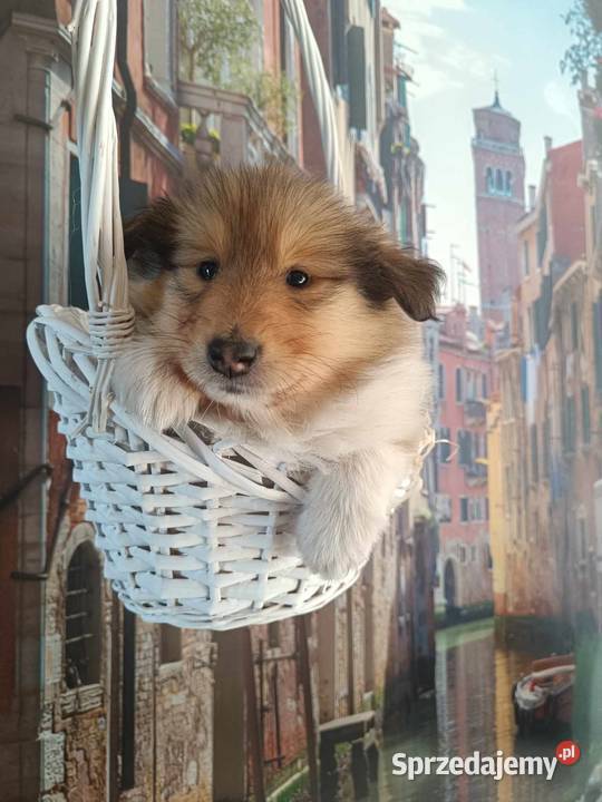 Owczarek szkocki collie Pszczółki