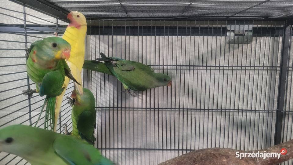 Papugi barabandy Wieliczka