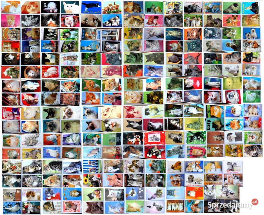 Stare pocztówki PRL Koty Psy Konie około 400 Biała Podlaska