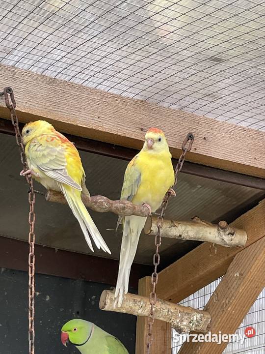 Sprzedam świergotki Tarnów