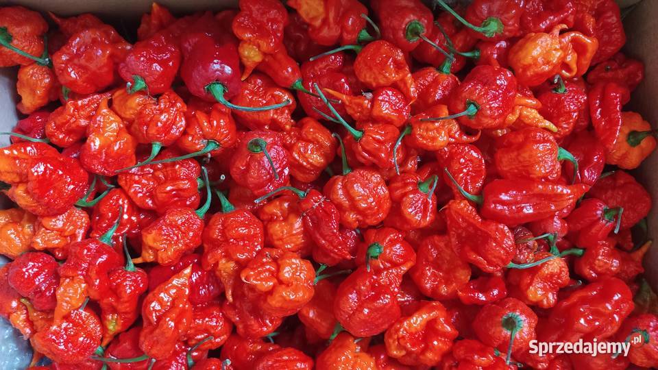 Papryki Chili Dragons Head świeże 1 Promna