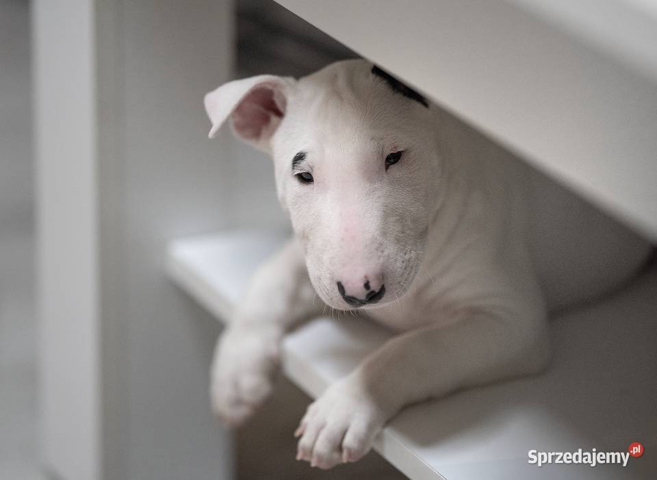 bullterier standardowy Gdynia sprzedam