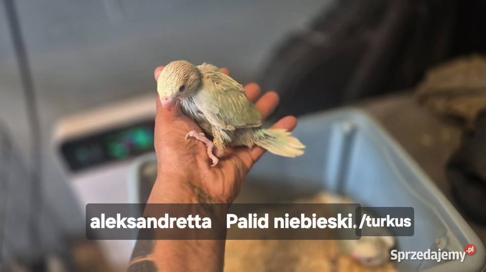 Ręcznie karmione nimfy aleksandretty obroźne Sulejów