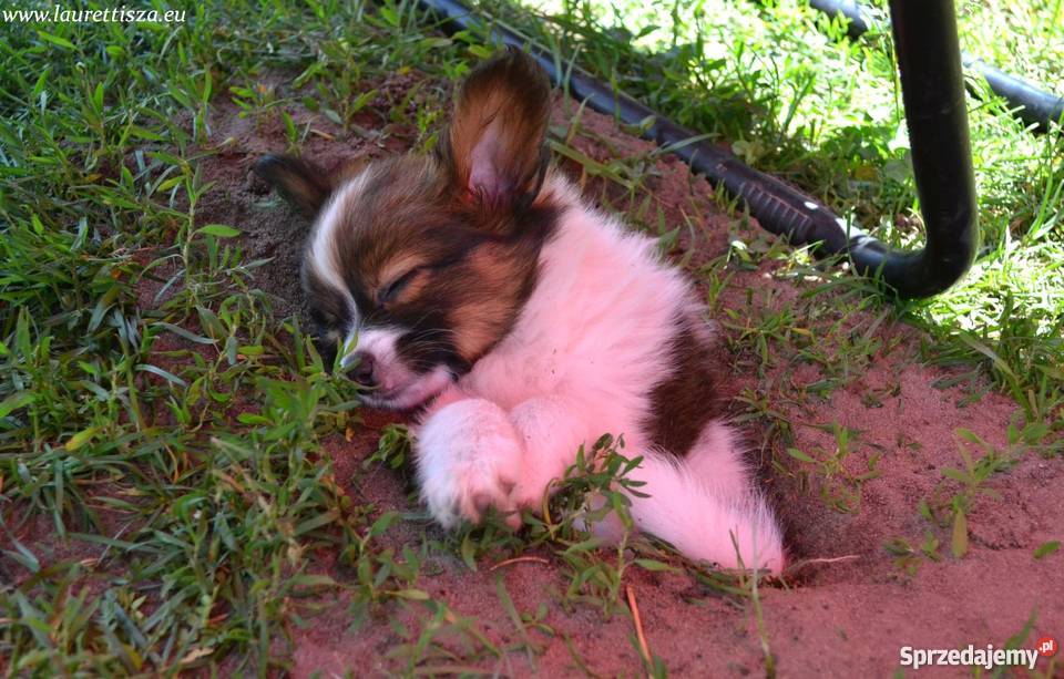 śliczny PAPILLON Spaniel Miniaturowy szczeniak Pionki sprzedam