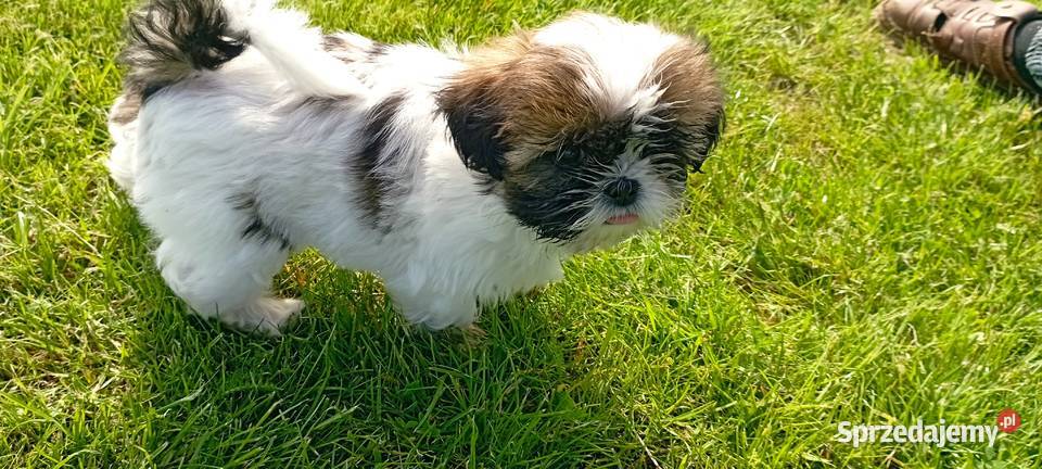 Shih tzu 11 tygodniowe Sychowo sprzedam