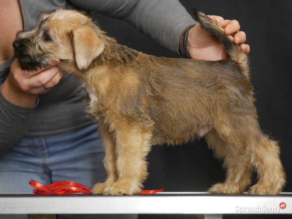 Terier pszeniczny Irish Soft Coated Wheaten podkarpackie Rzeszów