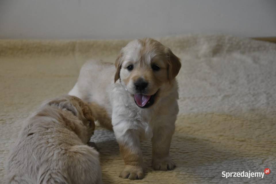 Golden Retriever Ciechowice sprzedam