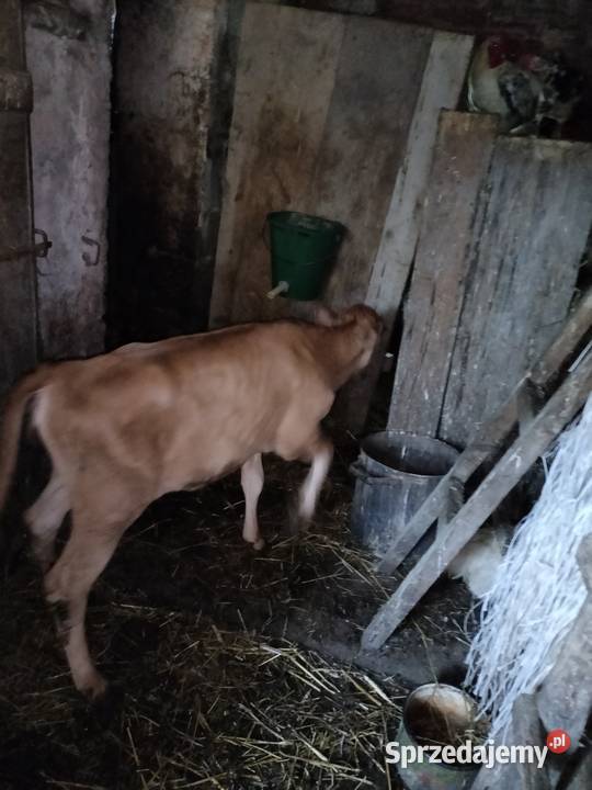 Cielisia Jersey Różanka