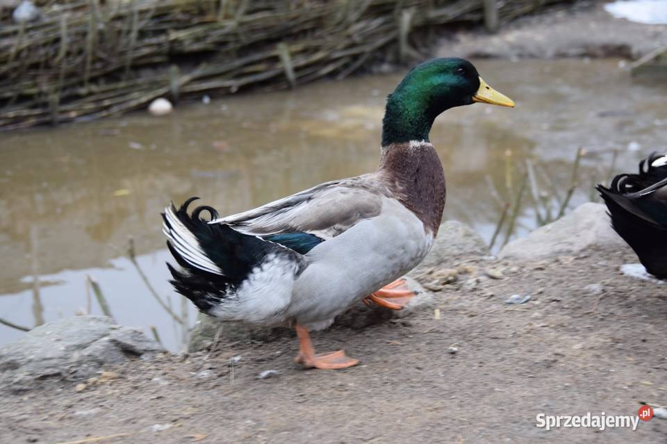 Jaja lęgowe kaczek mix Łochów