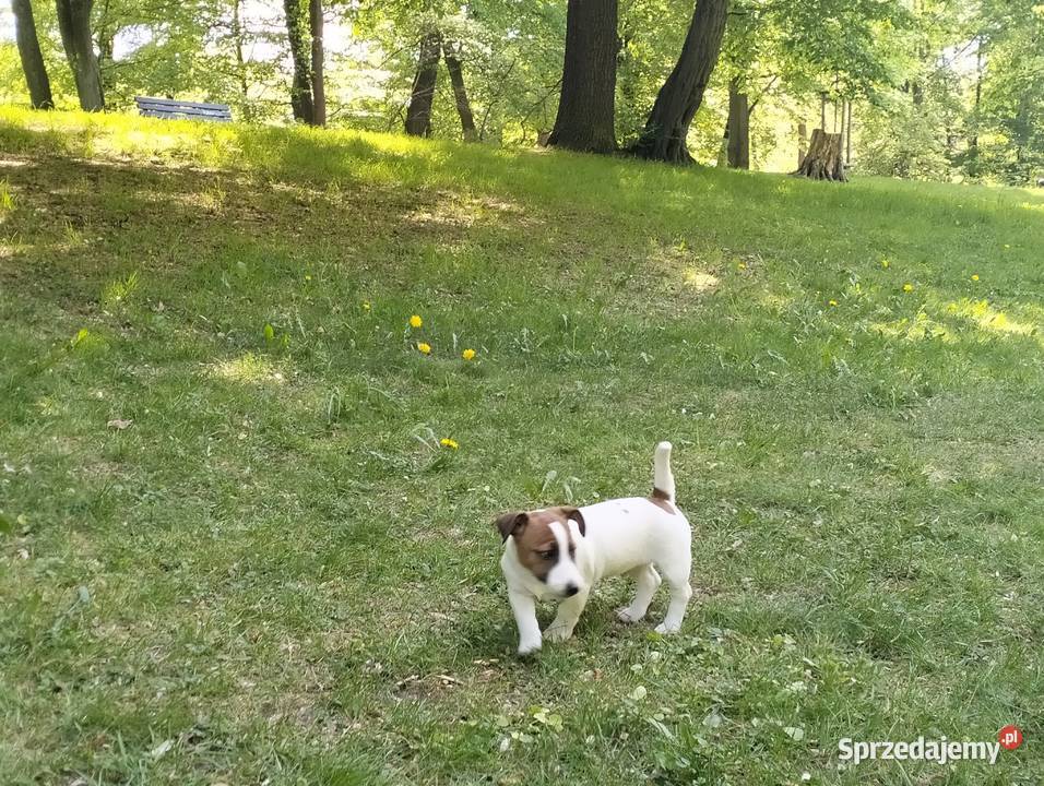 Piesek Jack Russell Terrier FCI ZKwPWrocław Wrocław sprzedam