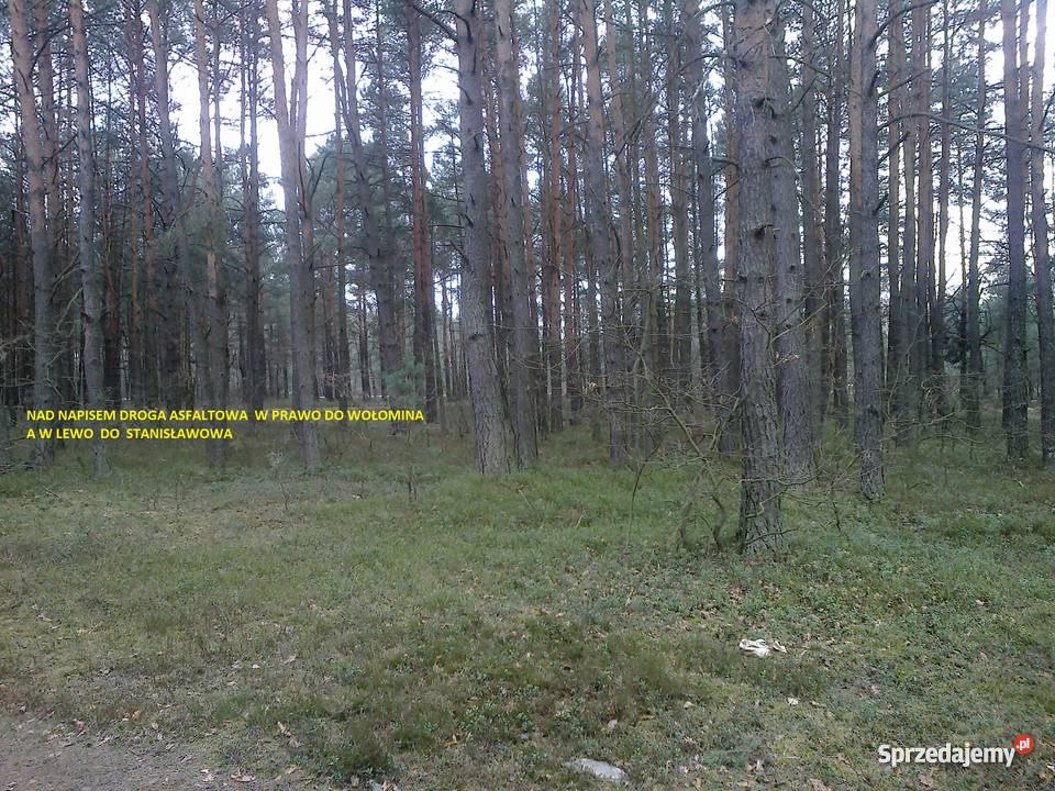 LAS 25 000 m2 STANISŁAWÓW TURZE PAPIERNIA mazowieckie Stanisławów