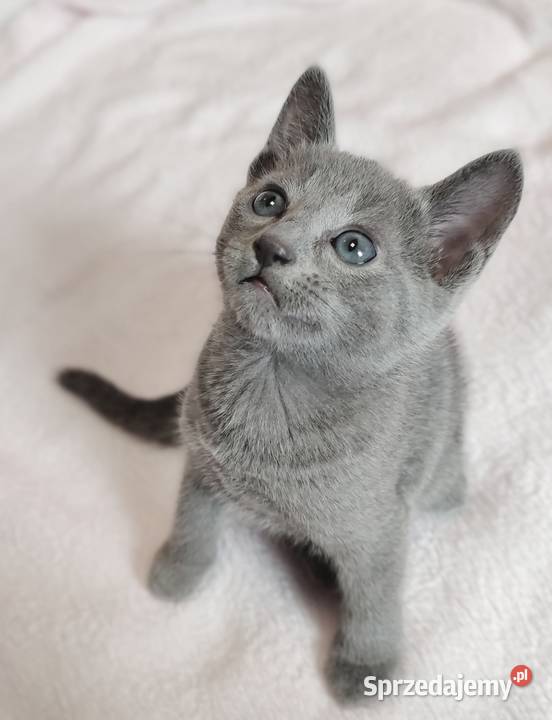 Kocięta rosyjskie niebieskie Toruń