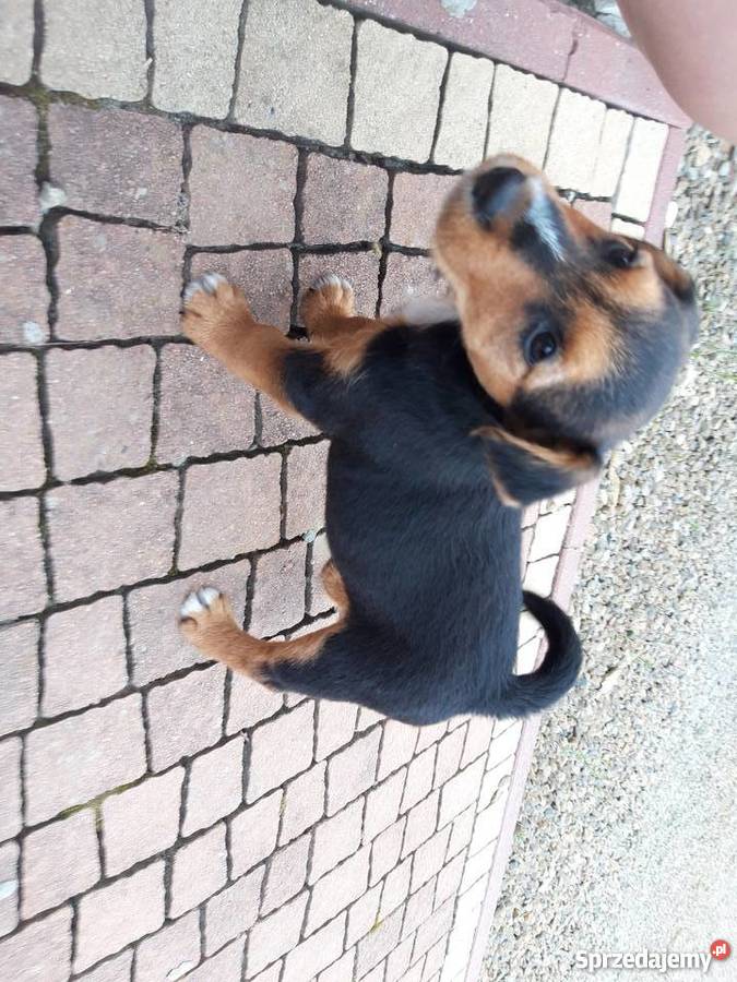 Oddam małego pieska teriera Bircza sprzedam