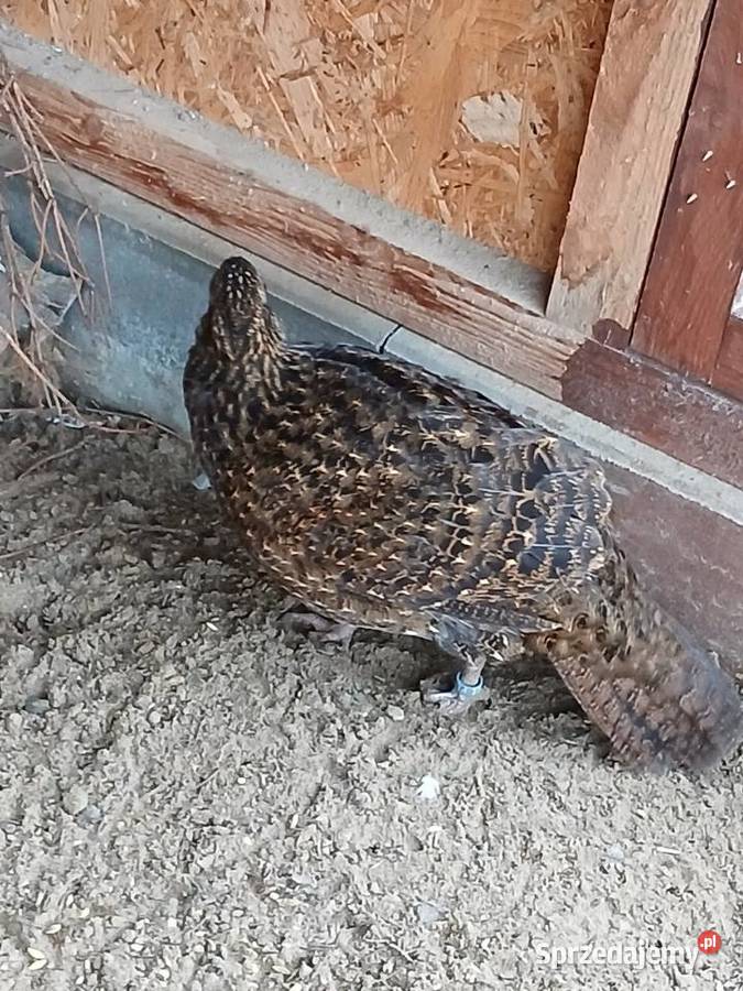 Bażanty tragopan satyr samice sprzedam
