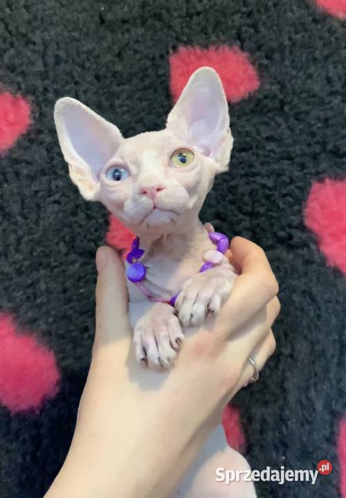 Śliczna Śmiała Dziewczynka Rakija Wwa Katowice Sfinks Warszawa