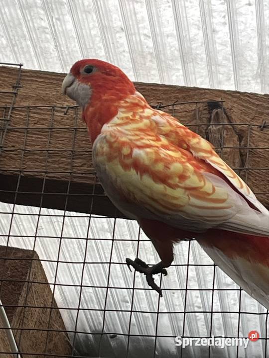 Rozele Królewska Pastel