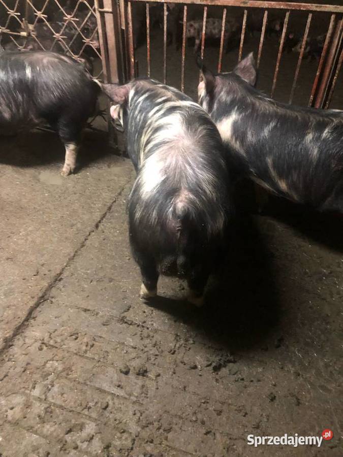 Świnie rasy puławskiej Trzoda chlewna Trzoda chlewna Skierniewice