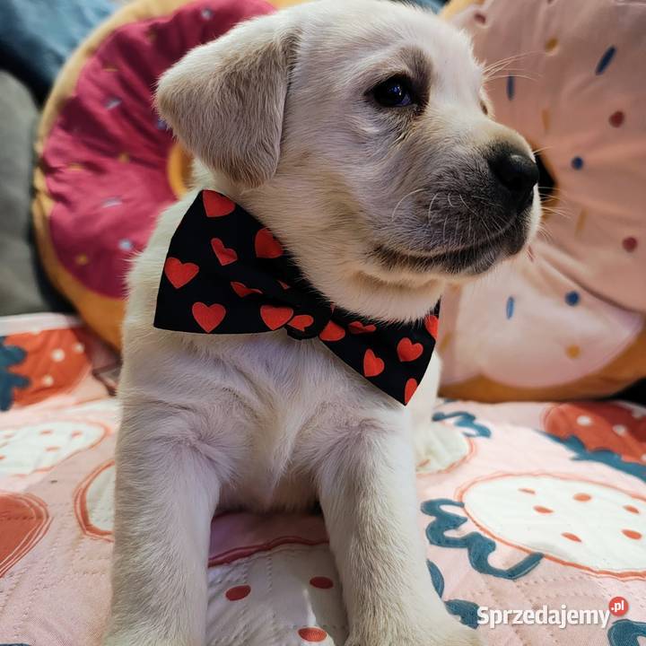 Labrador retriever szczenię wspaniałej budowy Warszawa sprzedam