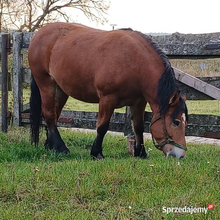 Sprzedam konie Waniewo sprzedam