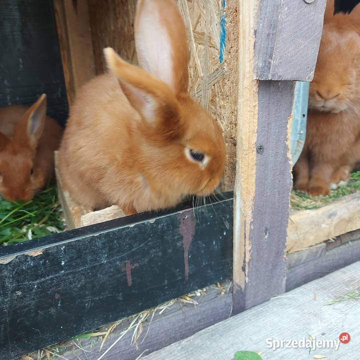 Króliki nowozelandzkie Mińsk Mazowiecki