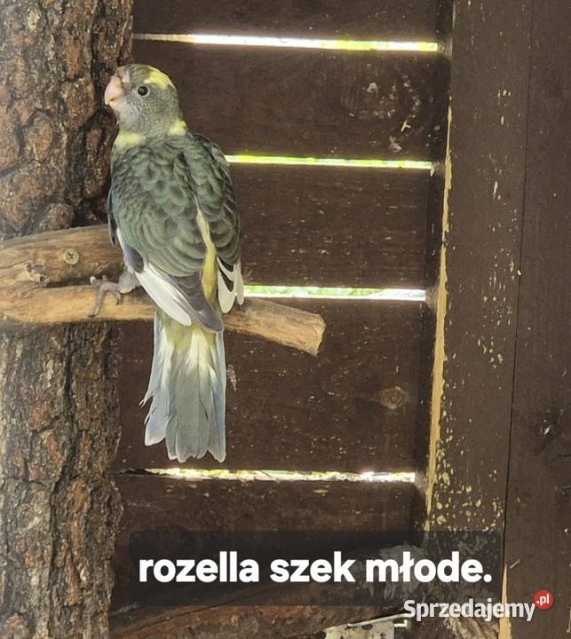 Rozelle Królewskie szeki para legowa Ptaki Sulejów