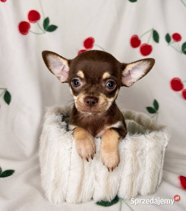 BAJKA suczka Chihuahua czekoladowa tricolor Limanowa sprzedam