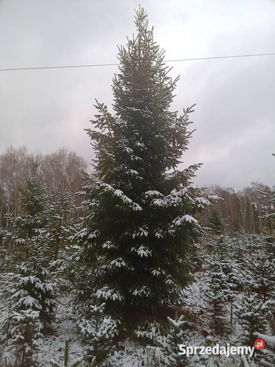 Choinka Choinki Daglezja 4 m Łódź