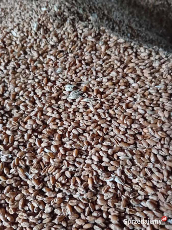 Pszenica ozima Pallas centrali Jadwisin