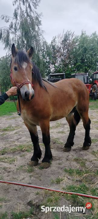 Ogier zimnokrwisty wielkopolskie Konin