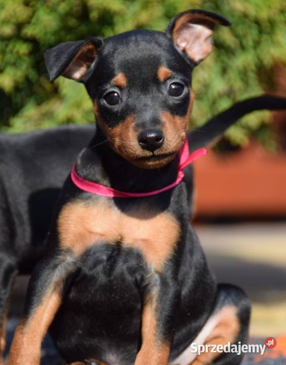 Pinczer miniaturowy szczenięta Zkwp mazowieckie Łochów sprzedam