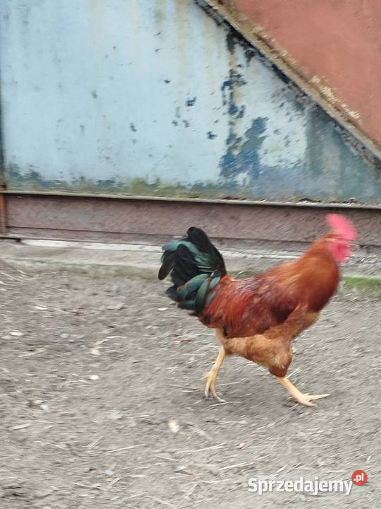Kogut koguty Choszczówka Dębska