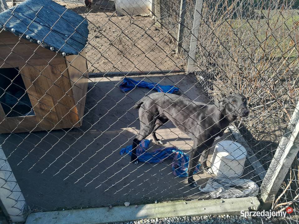 Pies chart Sadkowice