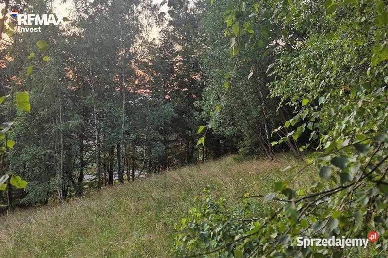 Cisza las i górski klimat utwardzona Wisła