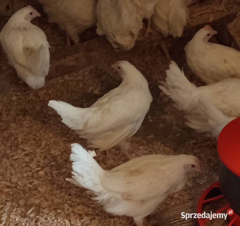 Młode kury leghorn Krosno