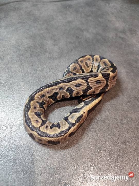 Samiczka Leopard młoda Pruszków