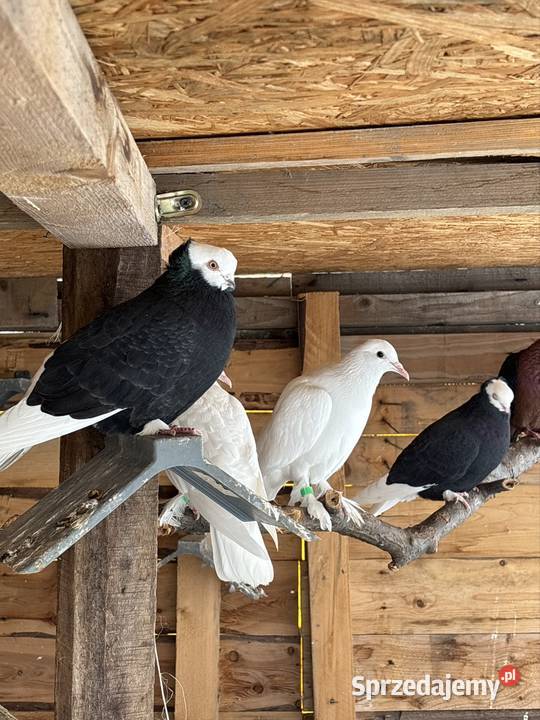 Gołębie ozdobne likwidacja Ptaki Strzegom