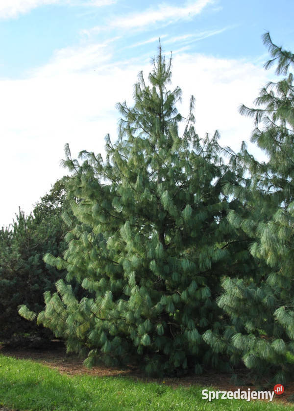 SOSNA HIMALAJSKA Pinus wallichiana NASIONA 100g Nasiona Lubanie