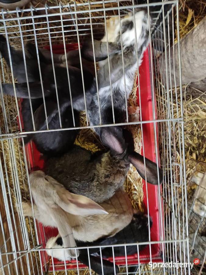 Mieszańce Belgijskie mięsne Jasieniec sprzedam