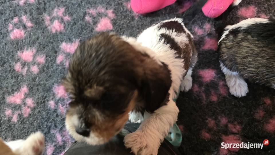 Petit Basset Griffon Vendeen Sieradz