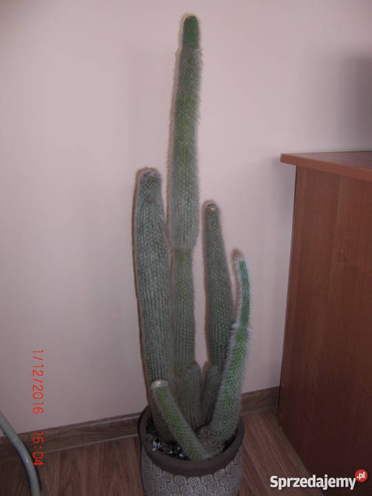 Kaktus 100 Lubaczów