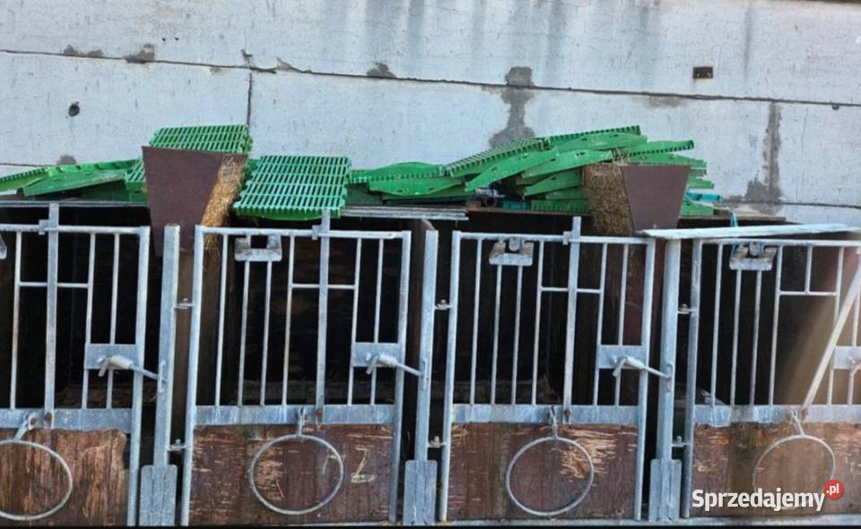 Kojce boksy cieląt Nowe Skalmierzyce