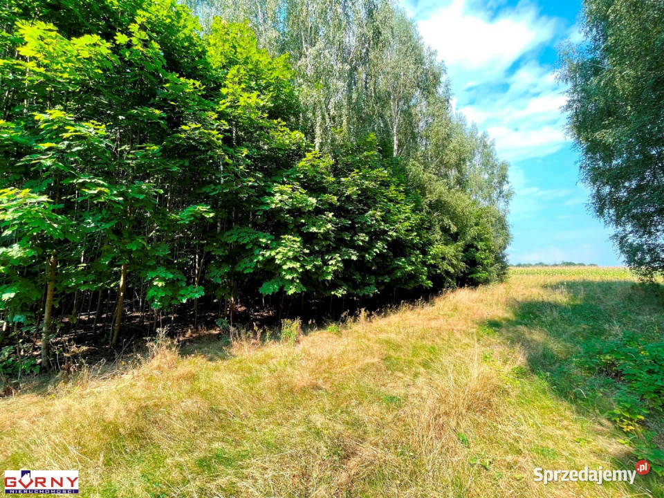 Działka 7400m2 Mniszków 100zł/m2