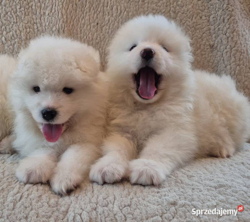 Samoyedsamojed małopolskie Miechów sprzedam